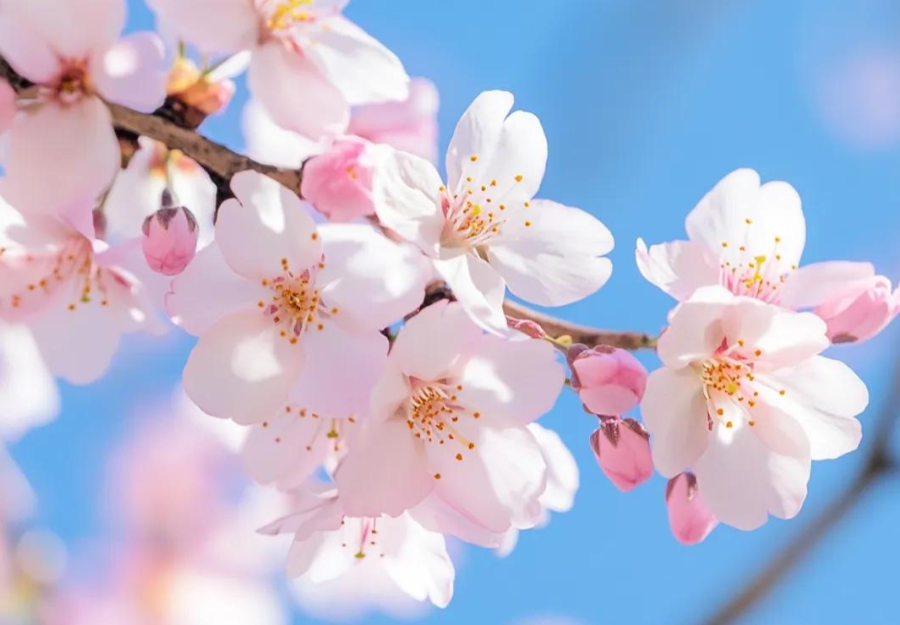 三月三上巳节 | 文化传承与伟德国际victor1946数码印刷的创新融合