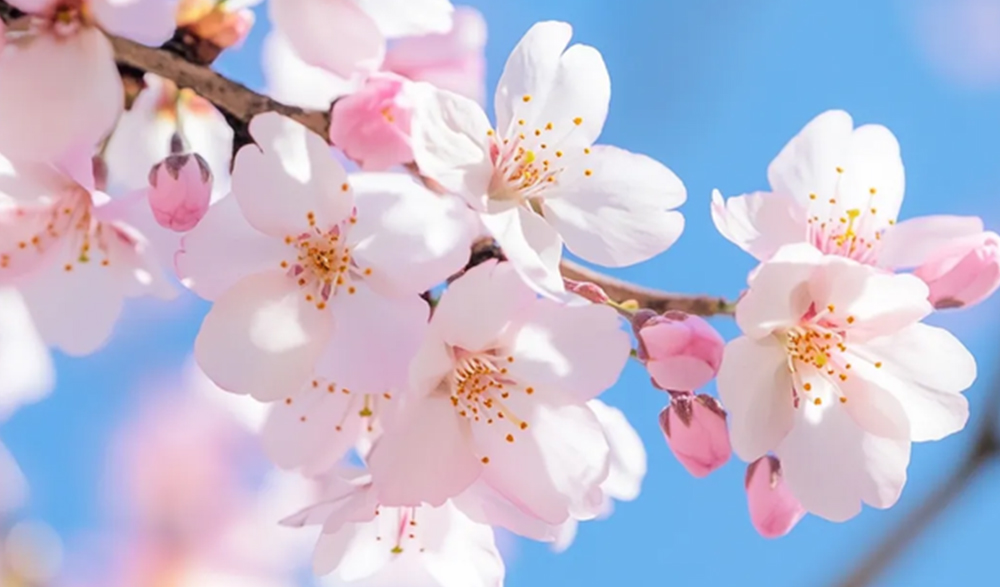 三月三上巳节 | 文化传承与伟德国际victor1946数码印刷的创新融合